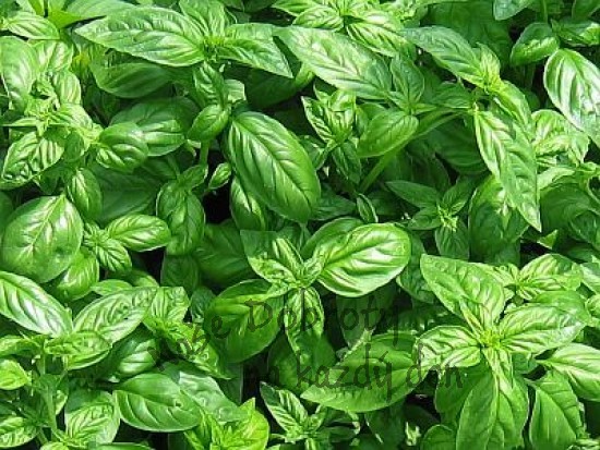 Zelené koření – čerstvé byliny v kuchyni 1. část