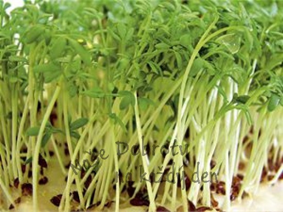 Zelené koření – čerstvé byliny v kuchyni 3. část