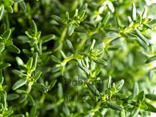 Zelené koření – čerstvé byliny v kuchyni 4. část